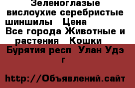 Зеленоглазые вислоухие серебристые шиншилы › Цена ­ 20 000 - Все города Животные и растения » Кошки   . Бурятия респ.,Улан-Удэ г.